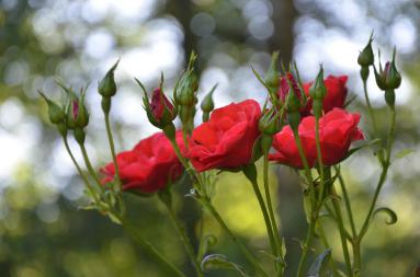 Le jardin - Le chalet des Pyrénées