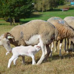Le Chalet des Pyrénées